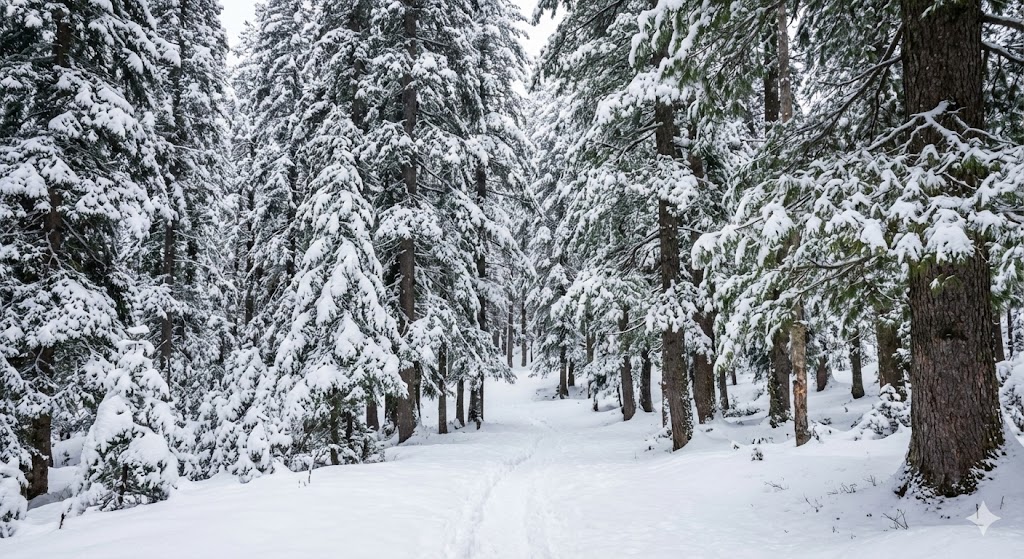 Kashmir Paradise Group Tour 4N/5D